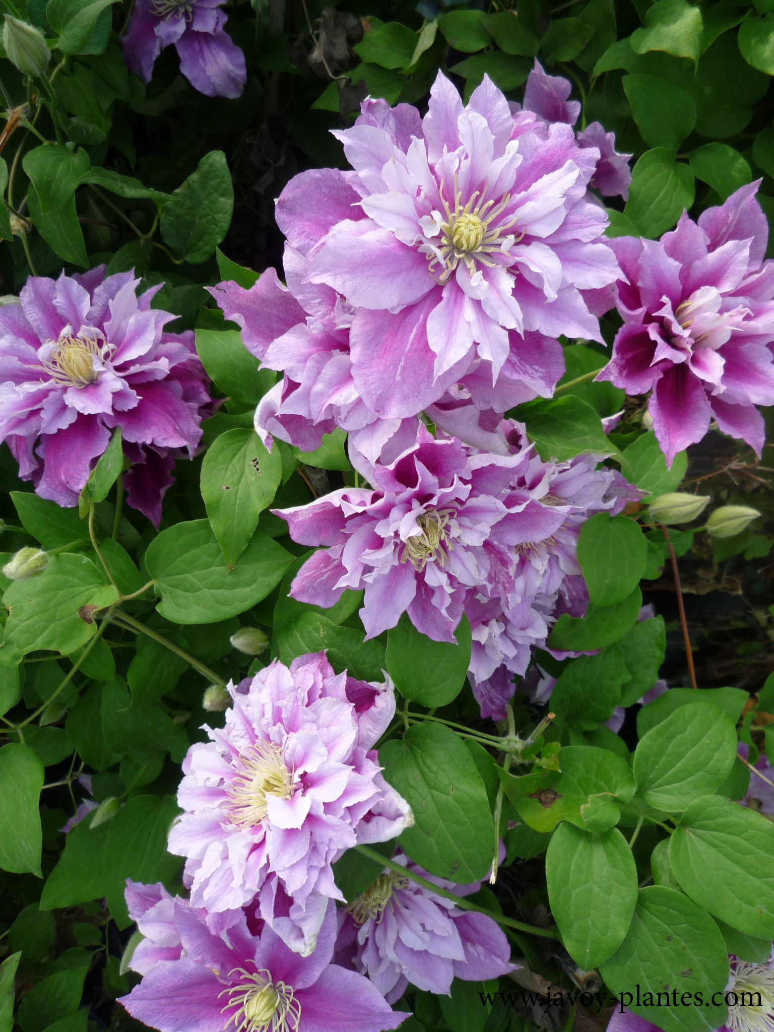 Clematis 'Piilu'